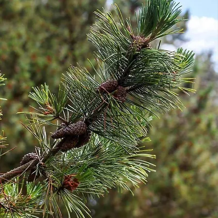 0021-romo-ringvejen-74 *